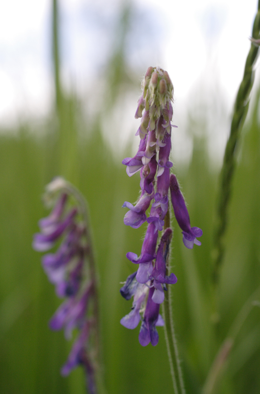 Изображение особи Vicia villosa.