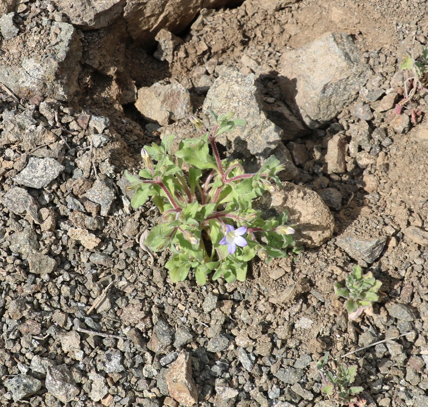 Image of Campanula propinqua specimen.