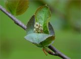 &times; Sorbaronia mitschurinii