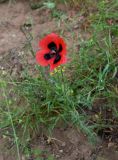 genus Papaver. Цветущее и плодоносящее растение. Дагестан, Кумторкалинский р-н, долина р. Шураозень, луг. 30.04.2022.