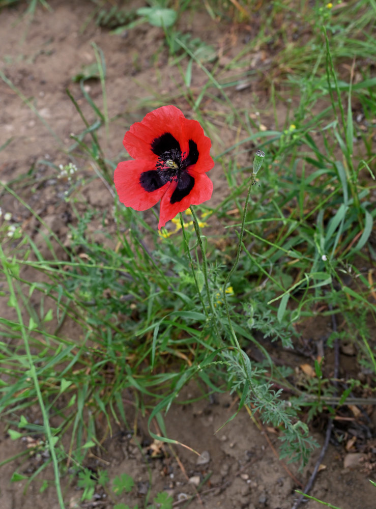 Изображение особи род Papaver.