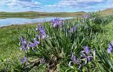 Iris biglumis. Цветущие растения. Хакасия, Ширинский р-н, берег оз. Власьево, использующийся под выпас степной склон. 07.06.2022.