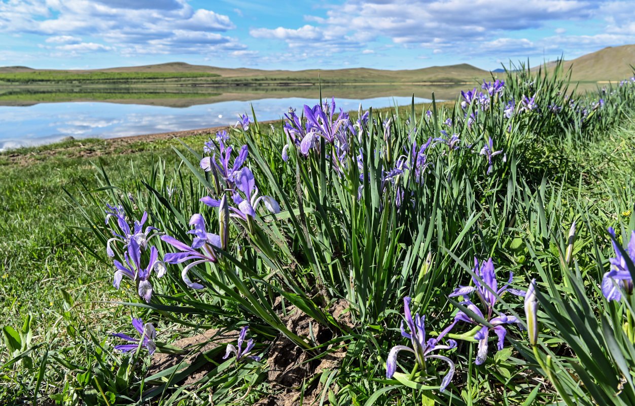 Изображение особи Iris biglumis.