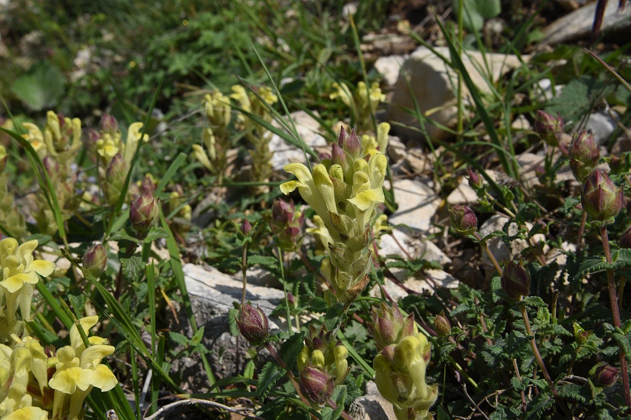 Изображение особи Scutellaria polyodon.