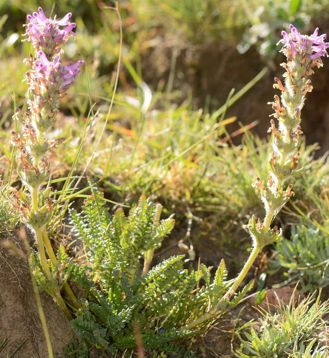 Изображение особи Pedicularis korolkowii.