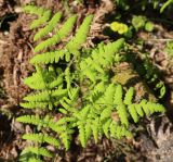 Gymnocarpium dryopteris