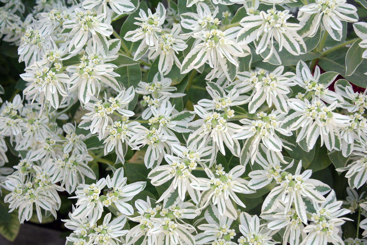 Image of Euphorbia marginata specimen.