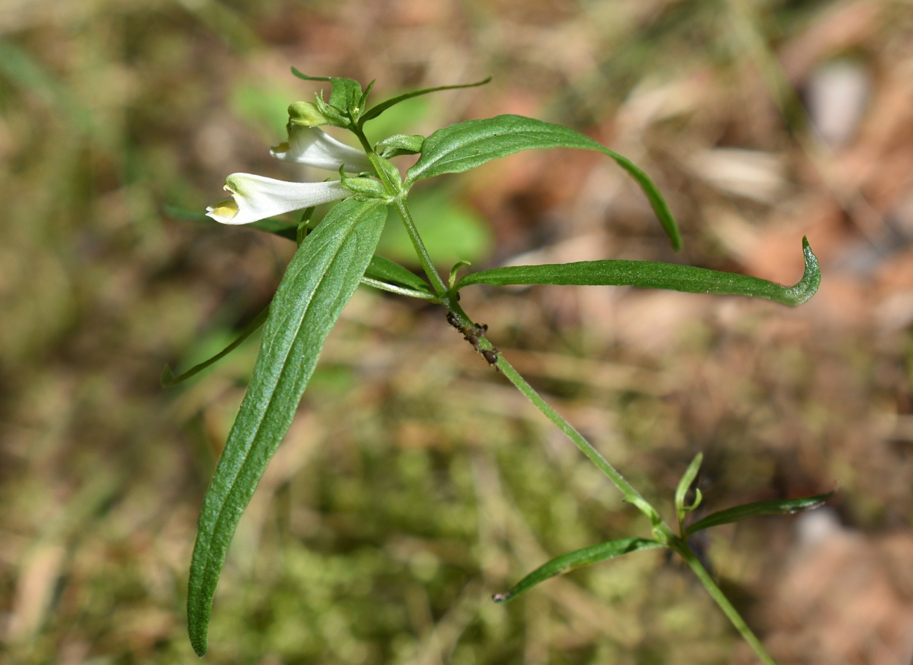 Image of Melampyrum pratense specimen.