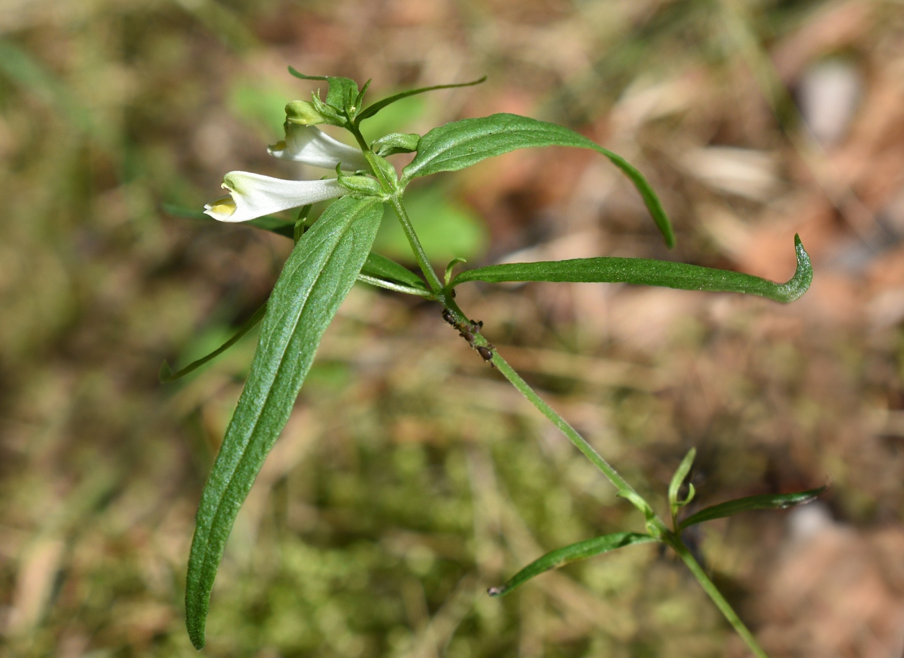 Изображение особи Melampyrum pratense.