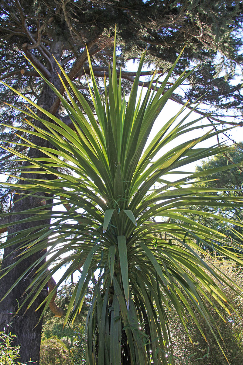 Изображение особи род Cordyline.