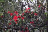 род Rhododendron. Ветви с соцветиями. Бутан, дзонгхаг Монгар, национальный парк \"Phrumsengla\". 05.05.2019.