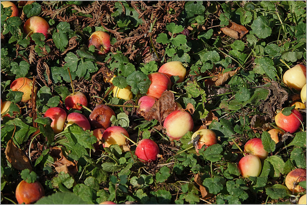 Изображение особи Malus prunifolia.