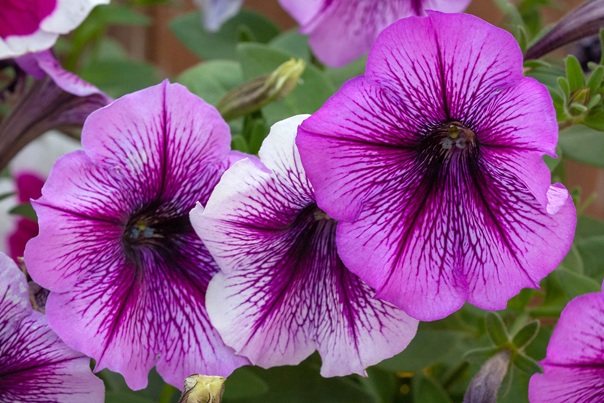 Image of Petunia &times; hybrida specimen.