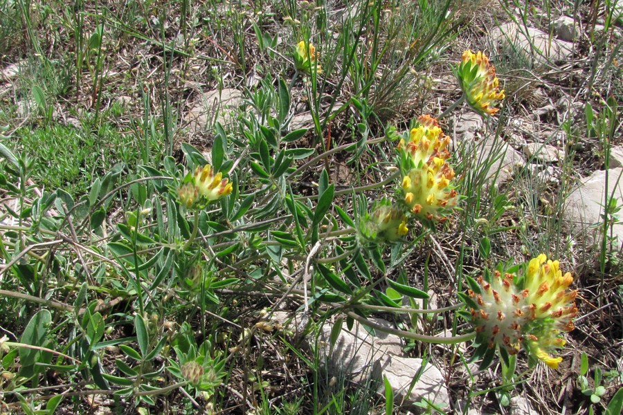 Image of Anthyllis taurica specimen.