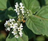 род Heliotropium