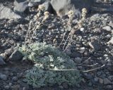 Artemisia glomerata. Плодоносящее растение в щебнистой тундре. Камчатский край, Елизовский р-н, природный парк \"Вулканы Камчатки\", перевал Красная Сопка. 26.08.2022.