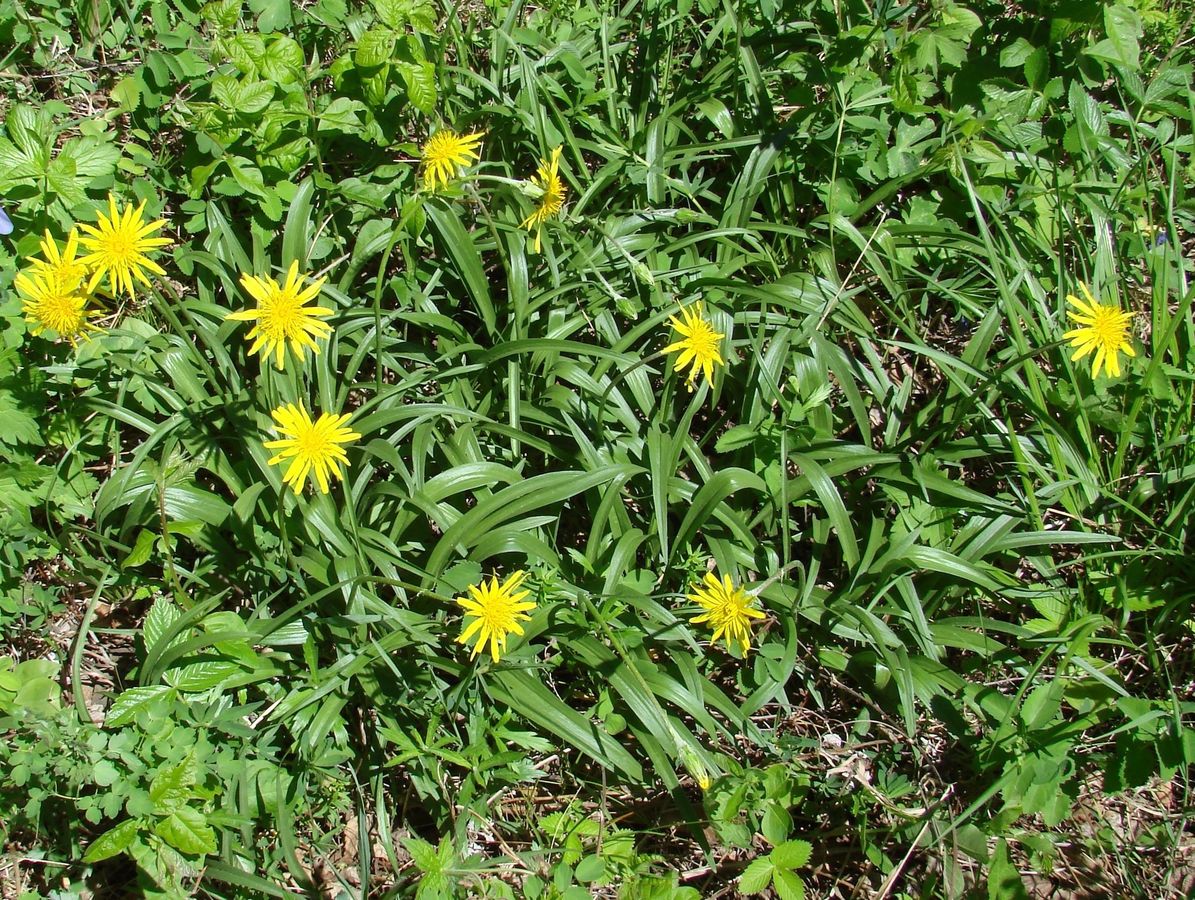 Image of Scorzonera radiata specimen.