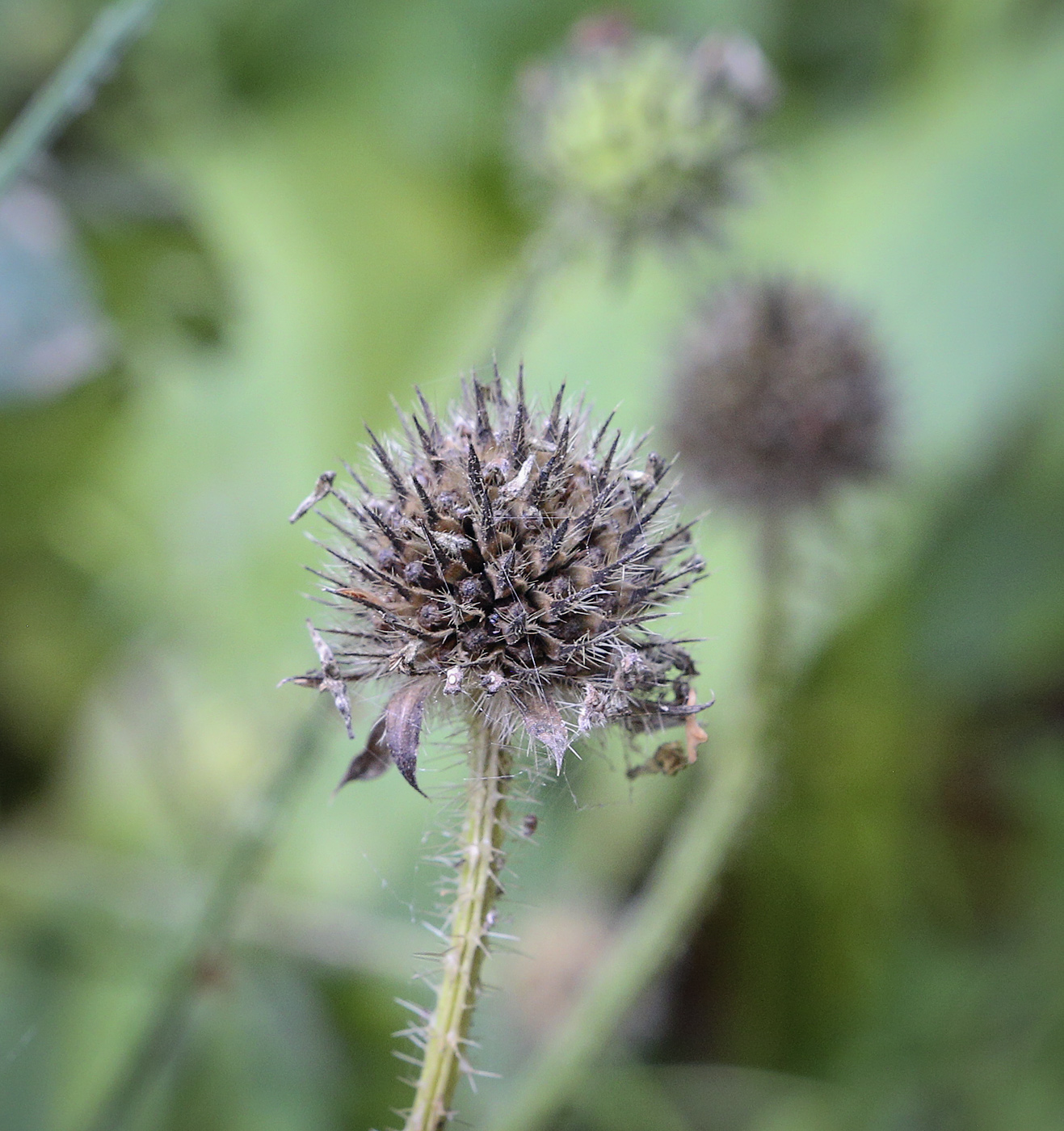 Image of Dipsacus pilosus specimen.