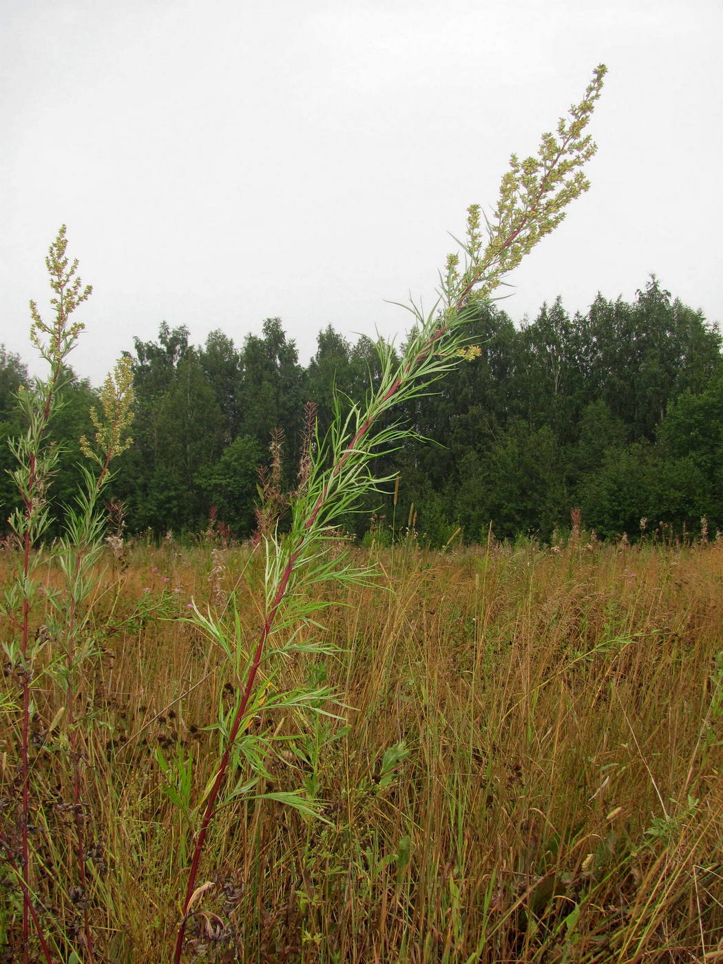 Изображение особи Artemisia vulgaris.