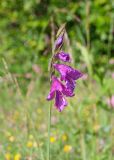 Gladiolus tenuis. Верхушка цветущего растения. Северная Осетия, Ирафский р-н, турбаза \"Порог неба\"; хр. Танадор, западное подножие горы Кубус, около 1700 м н.у.м., берёзовая рощица, опушка. 04.07.2022.