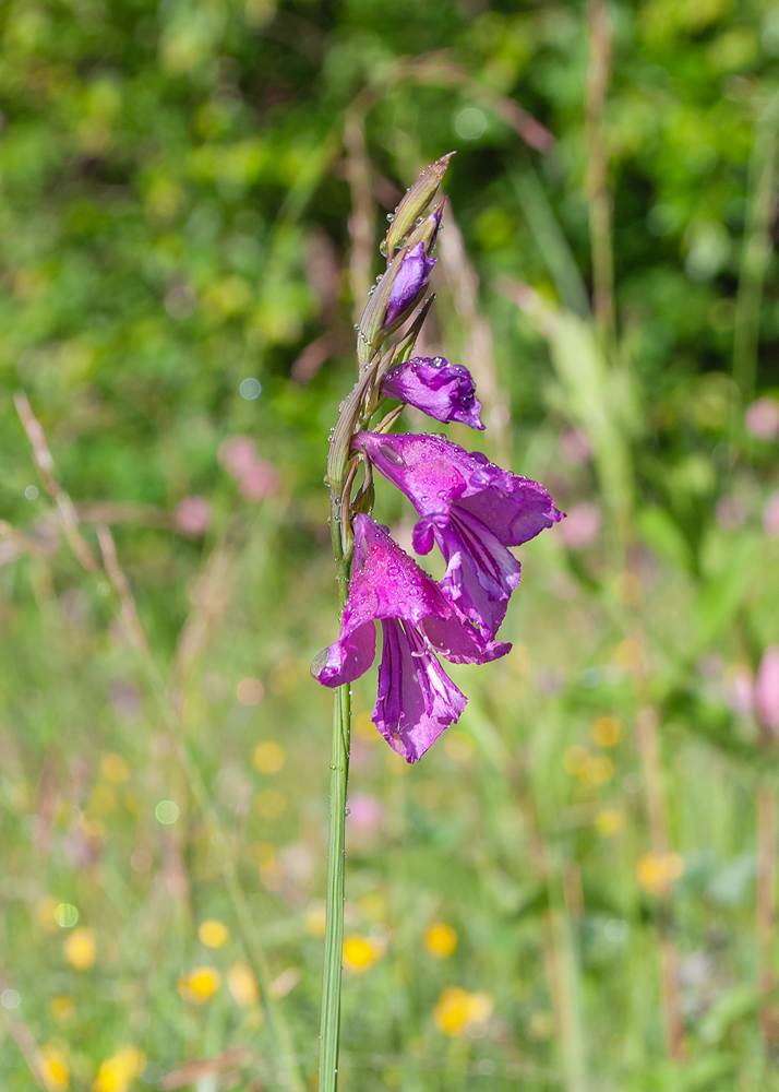 Изображение особи Gladiolus tenuis.