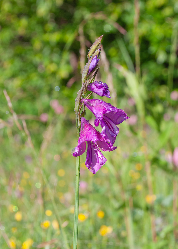 Изображение особи Gladiolus tenuis.