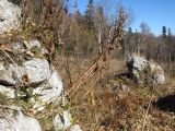 Solidago virgaurea subspecies caucasica. Плодоносящее растение. Адыгея, Кавказский биосферный заповедник, Фишт-Оштенский массив, ур. Яворова Поляна, смешанный кленово-пихтовый лес, ≈ 1600 м н.у.м., поляна в кленово-пихтовом лесу. 01.11.2015.