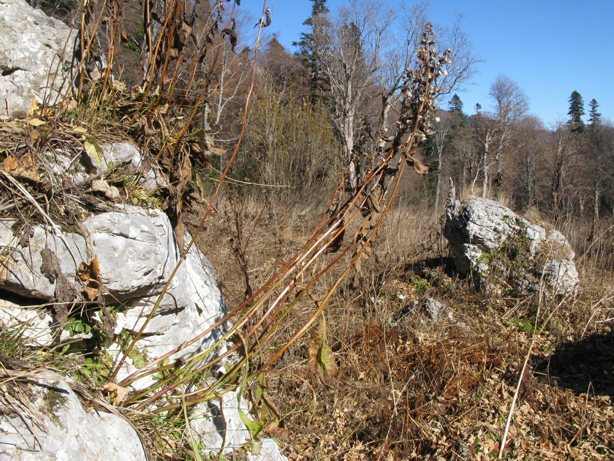 Image of Solidago virgaurea ssp. caucasica specimen.