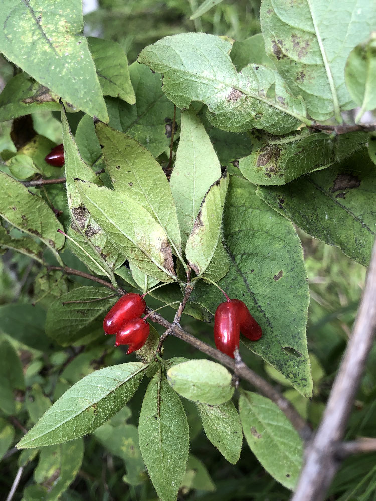 Image of Lonicera maximowiczii specimen.