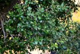 Ficus microcarpa