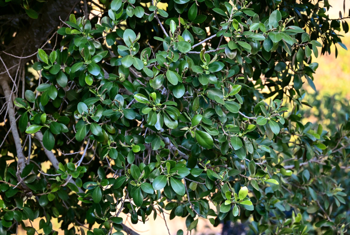 Image of Ficus microcarpa specimen.