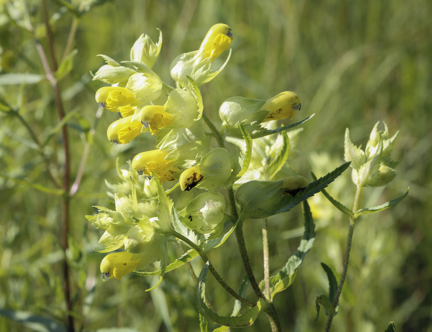 Изображение особи Rhinanthus serotinus.