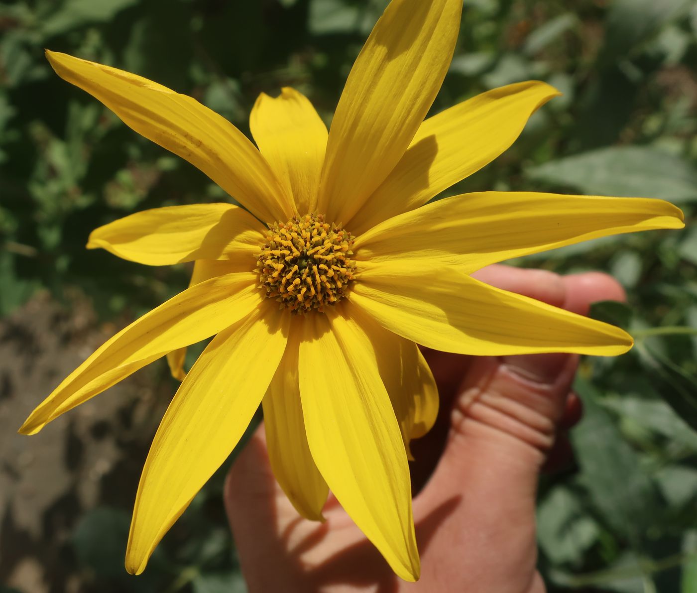 Image of genus Helianthus specimen.