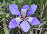 Iris unguicularis. Цветок. Испания, автономное сообщество Каталония, провинция Жирона, комарка Баш-Эмпорда, муниципалитет Палафружель, ботанический сад \"Кап-Роч\". 03.03.2019.