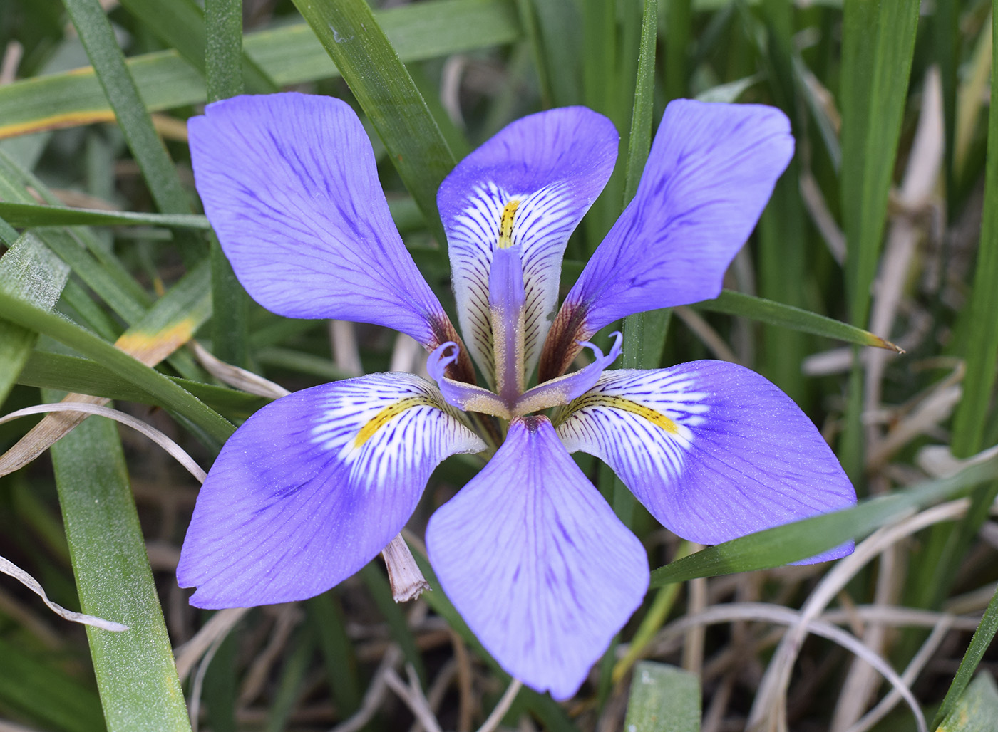 Изображение особи Iris unguicularis.