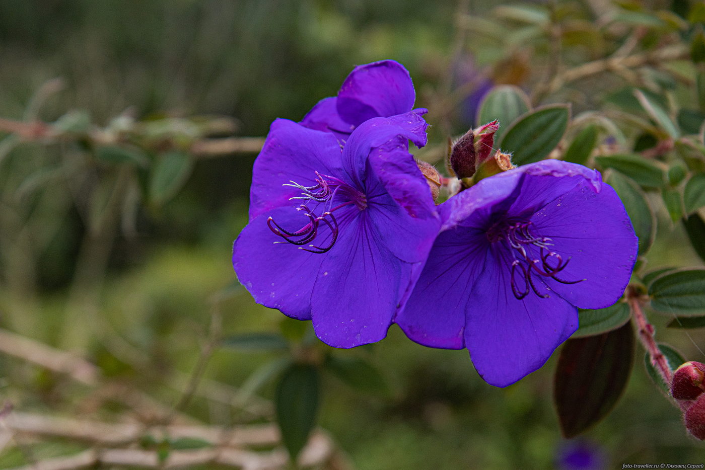 Image of genus Tibouchina specimen.