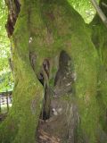 Tilia begoniifolia. Дуплистое основание покрытого мхом ствола. Абхазия, г. Сухум, территория ботанического сада. 24 июля 2008 г.