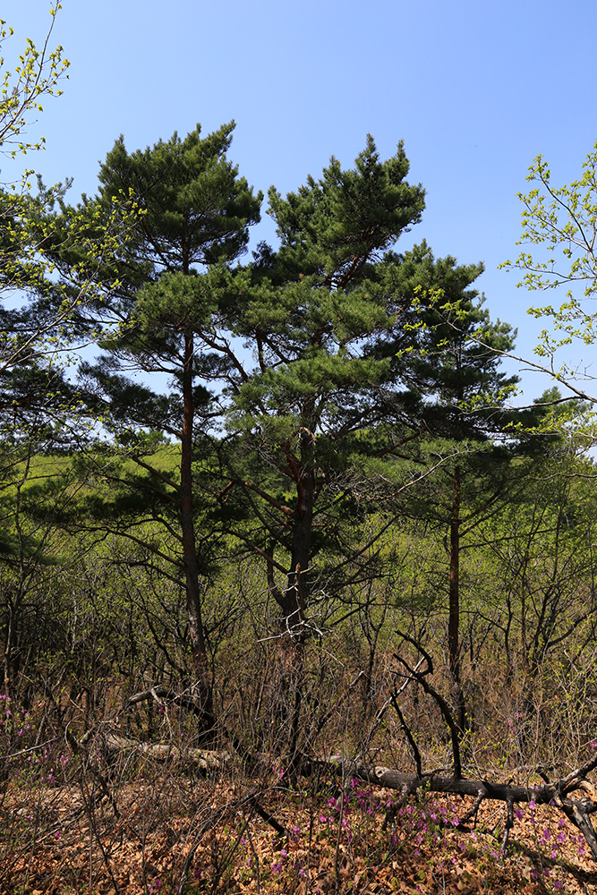 Image of Pinus × funebris specimen.