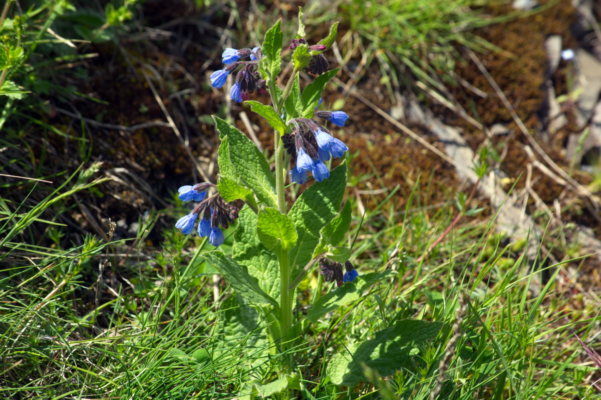 Изображение особи Symphytum caucasicum.