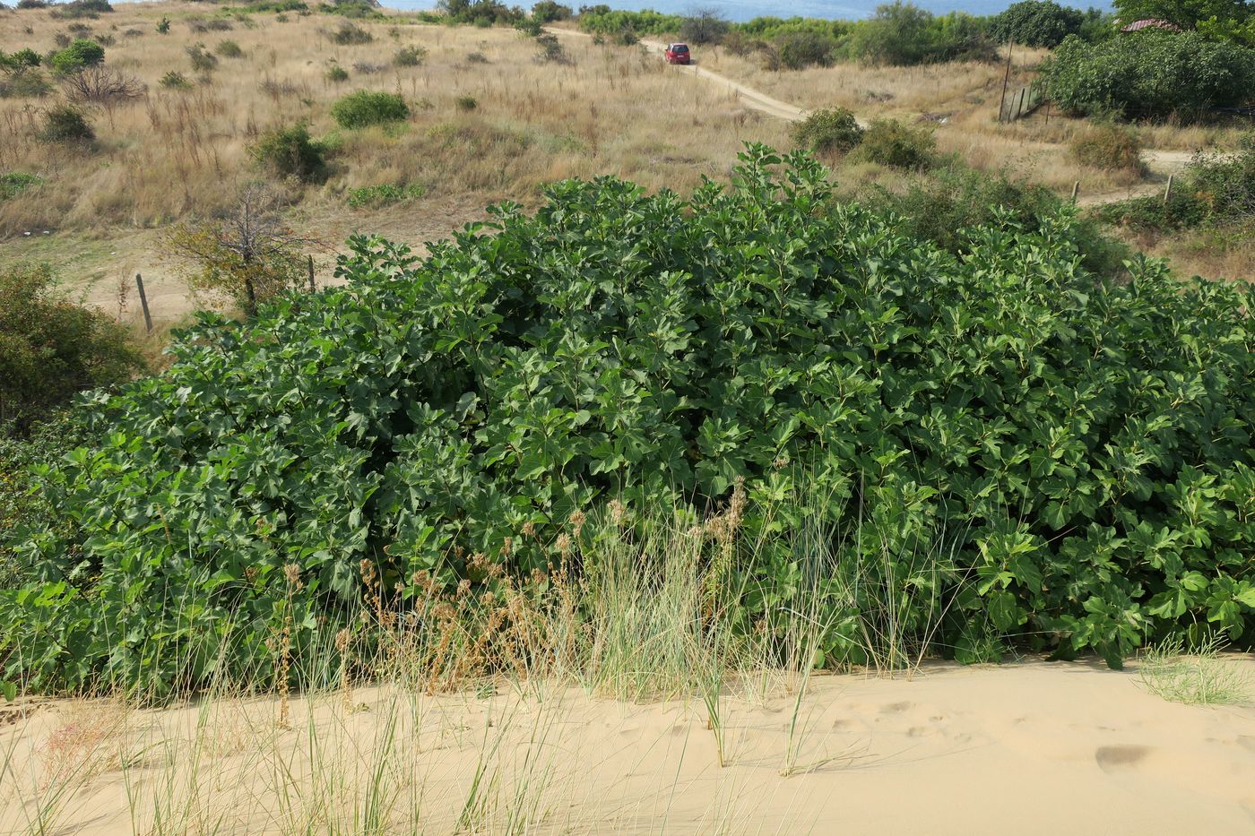 Image of Ficus carica specimen.