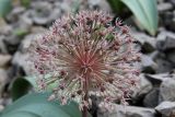Allium karataviense