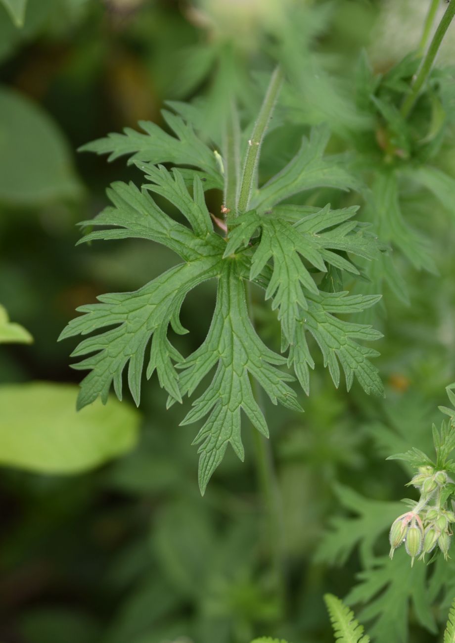 Изображение особи Geranium pratense.