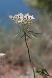 Daucus guttatus. Верхушка побега с соцветием. Крым, Севастополь, окр. мыса Фиолент, известняковый склон. 15.07.2023.