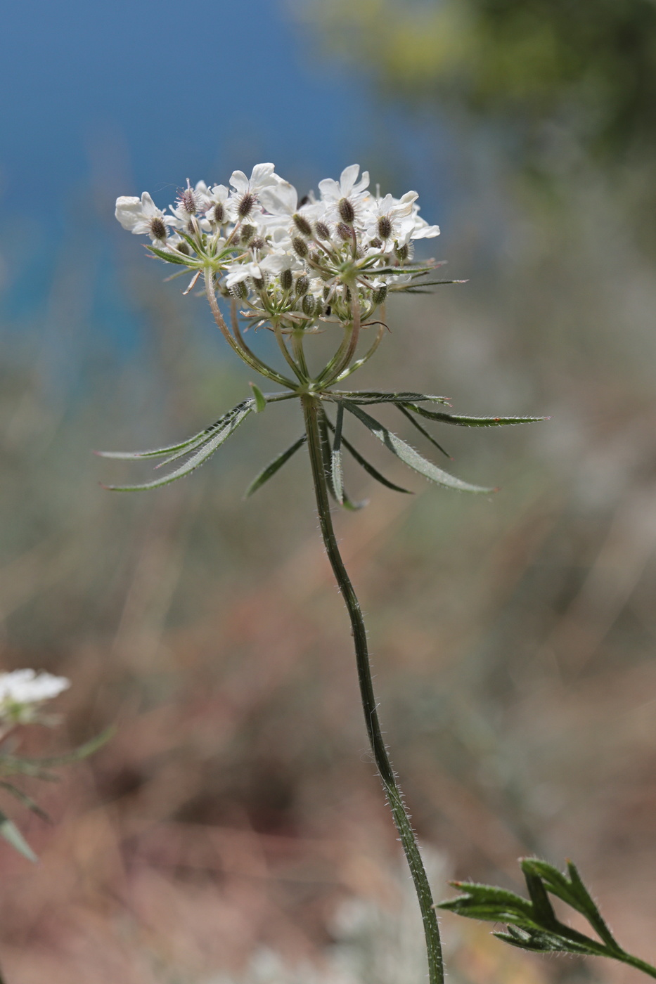 Изображение особи Daucus guttatus.