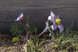 Pulsatilla tenuiloba