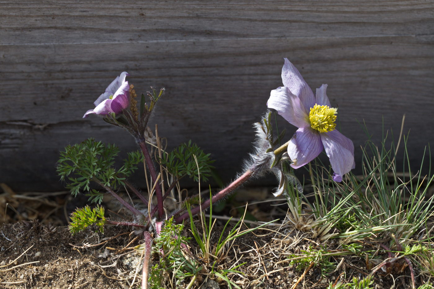 Изображение особи Pulsatilla tenuiloba.