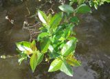 Salix myrsinifolia