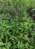 Veratrum maackii. Цветущее растение. Приморье, Партизанский р-н, мыс Лапласа, опушка широколиственного леса. 08.08.2021.