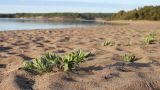 Lathyrus japonicus подвид pubescens