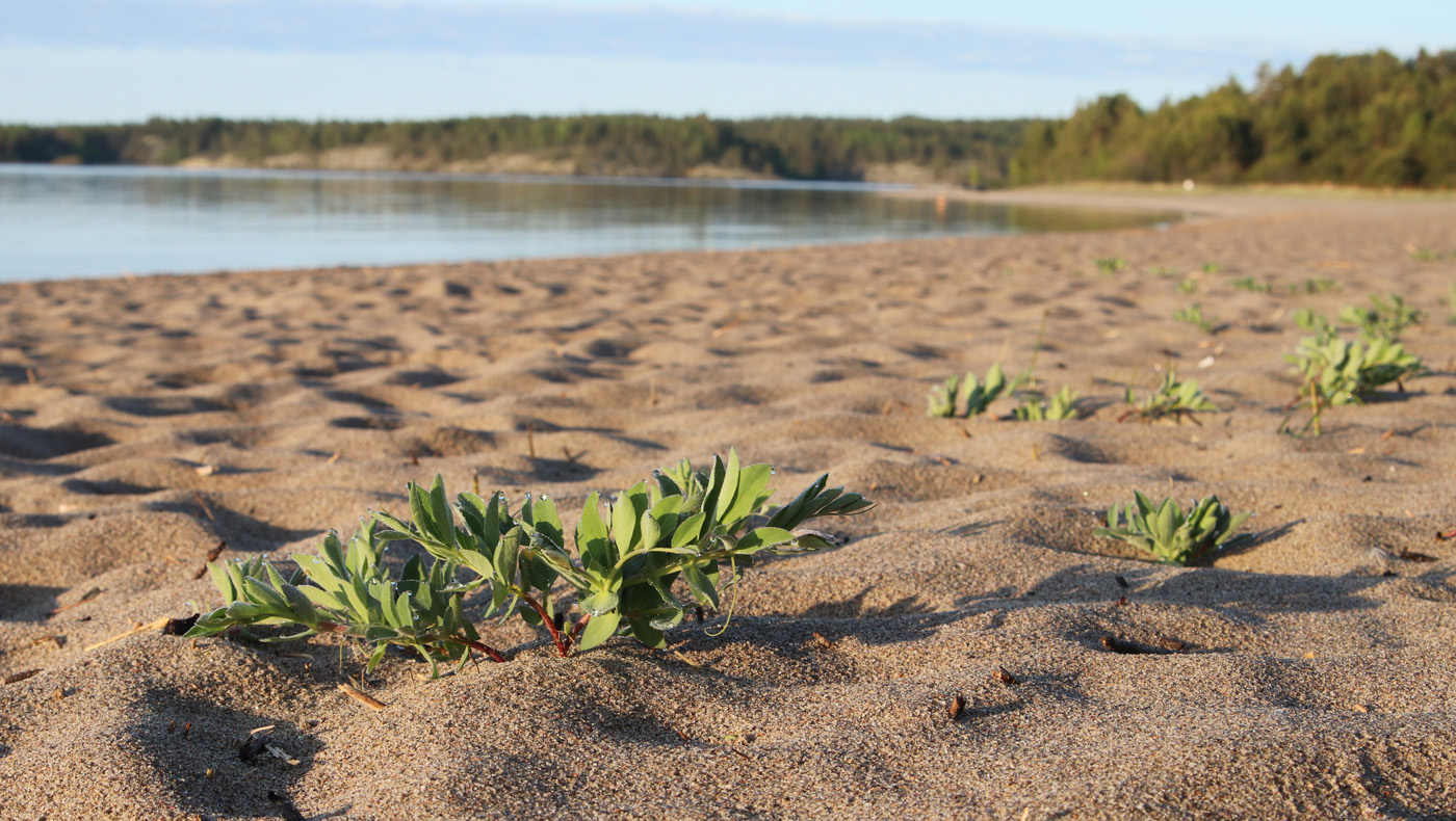 Image of Lathyrus japonicus ssp. pubescens specimen.